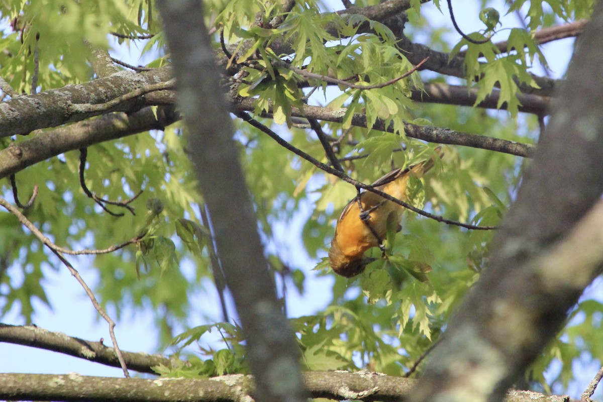 Baltimore Oriole - Zac Cota