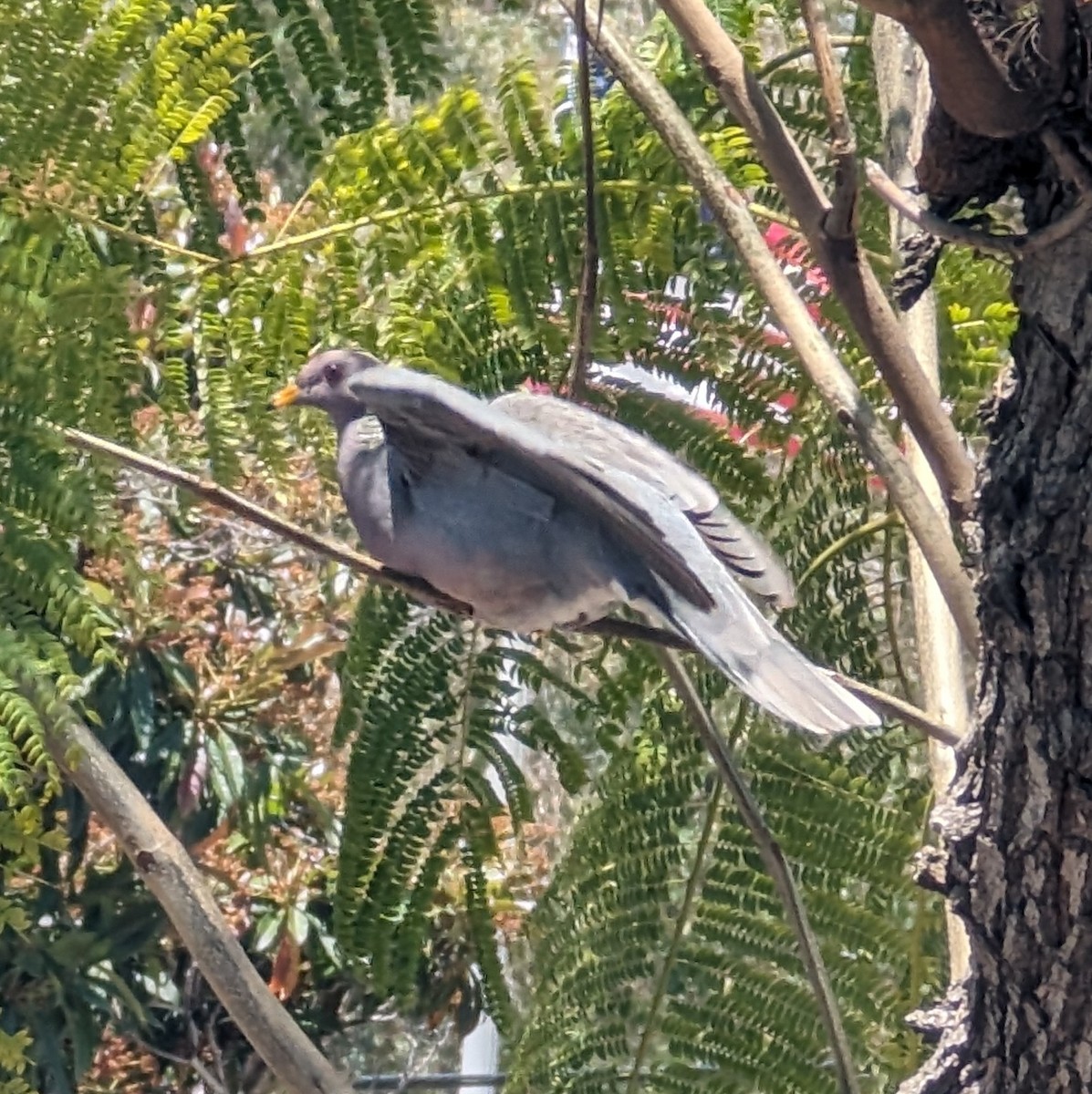 Band-tailed Pigeon - ML618919685