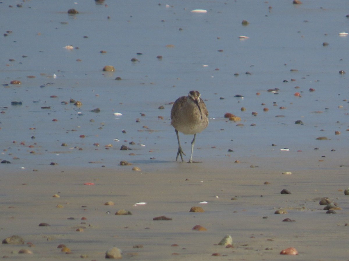 Whimbrel - Dottie Marron