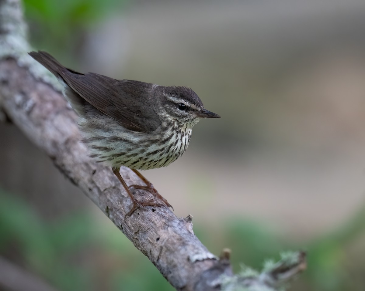 Northern Waterthrush - ML618919687