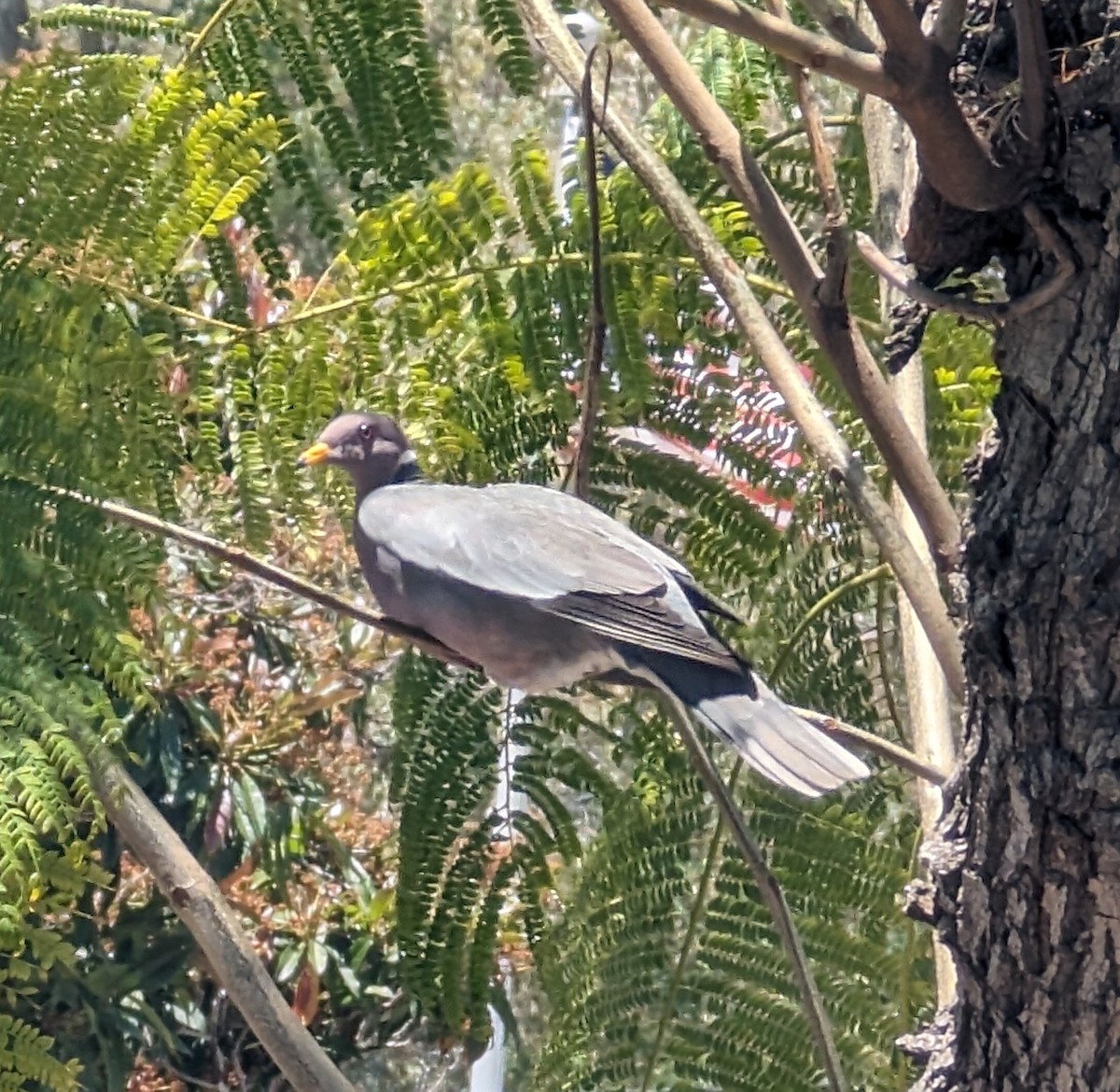 Band-tailed Pigeon - ML618919688