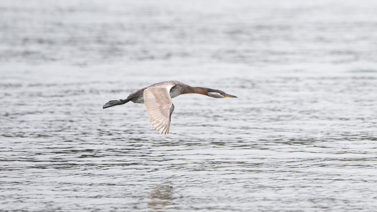 Red-necked Grebe - Steve Pearl