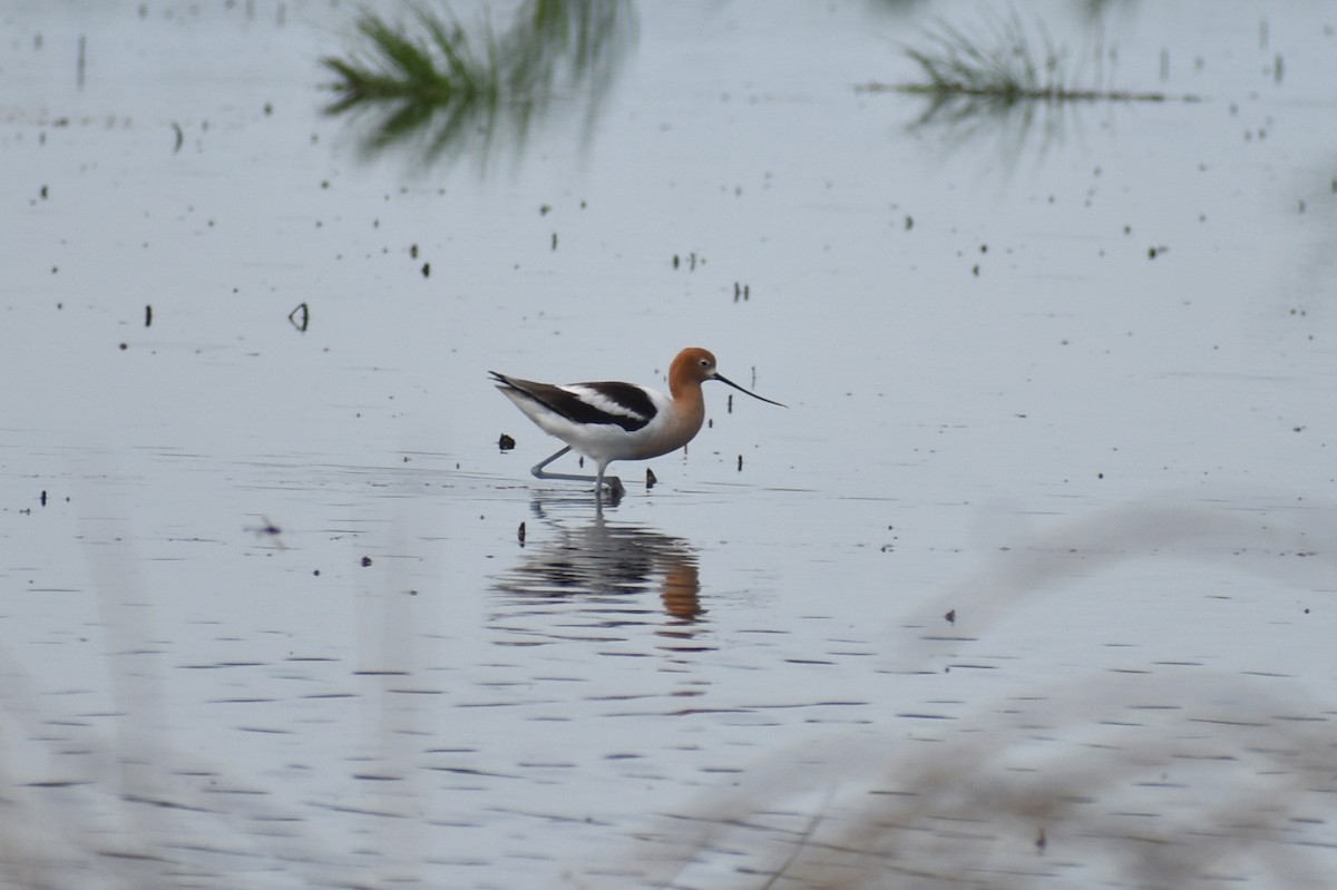 American Avocet - ML618919702