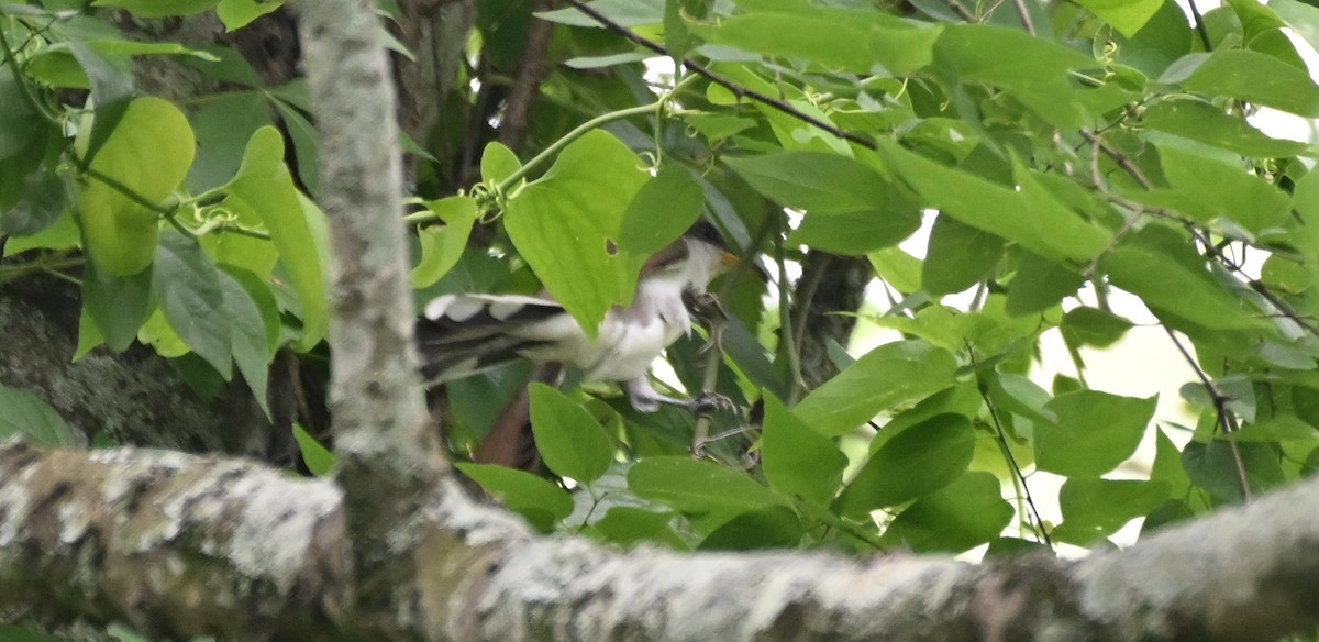 Yellow-billed Cuckoo - James Bozeman