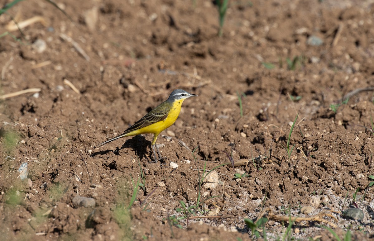 Western Yellow Wagtail (flava/beema) - Jonathan Farooqi