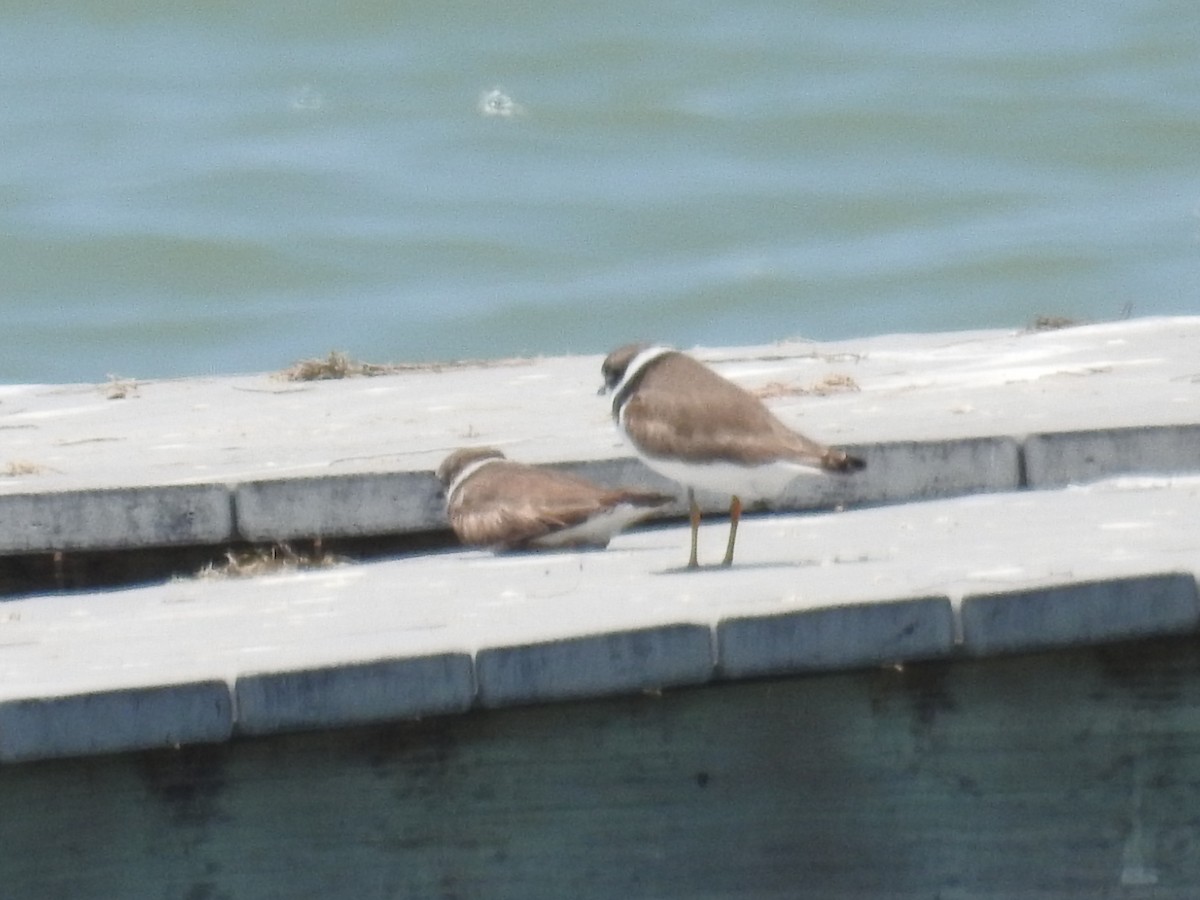 Semipalmated Plover - Wendy Meehan