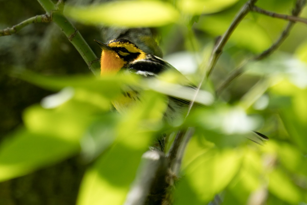 Blackburnian Warbler - ML618919746