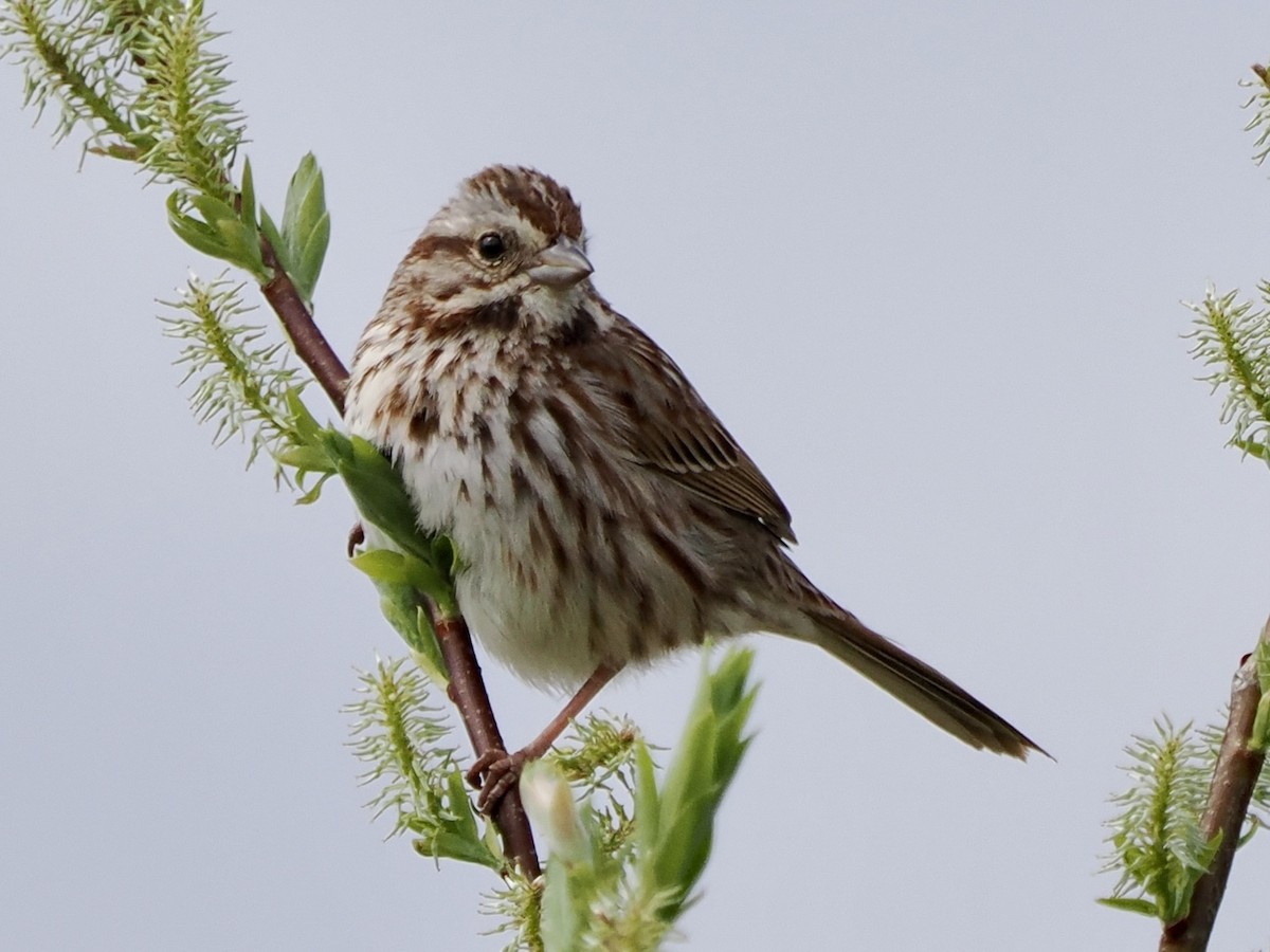 Song Sparrow - Sylvain  Gosselin