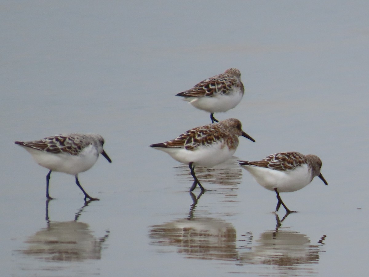 Sanderling - Dottie Marron