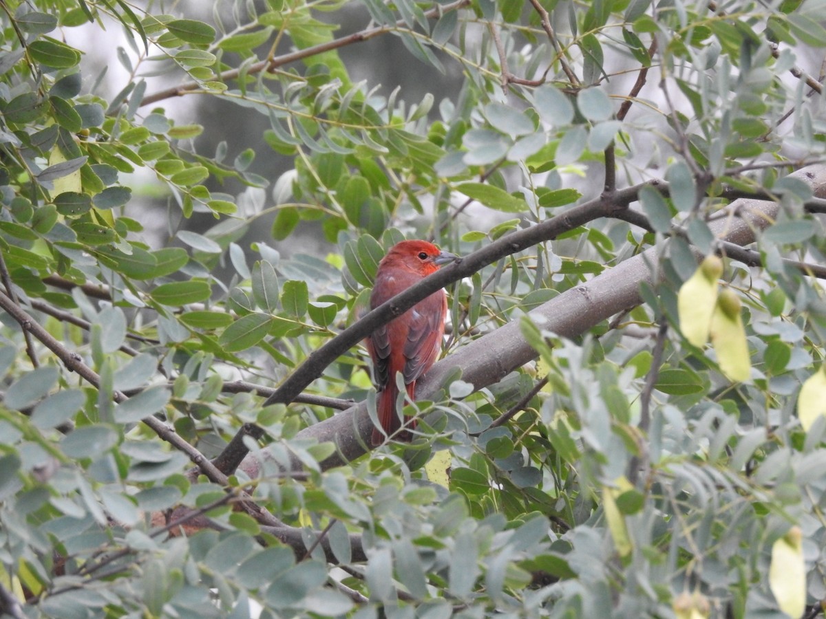 Hepatic Tanager - Carlos Galvan