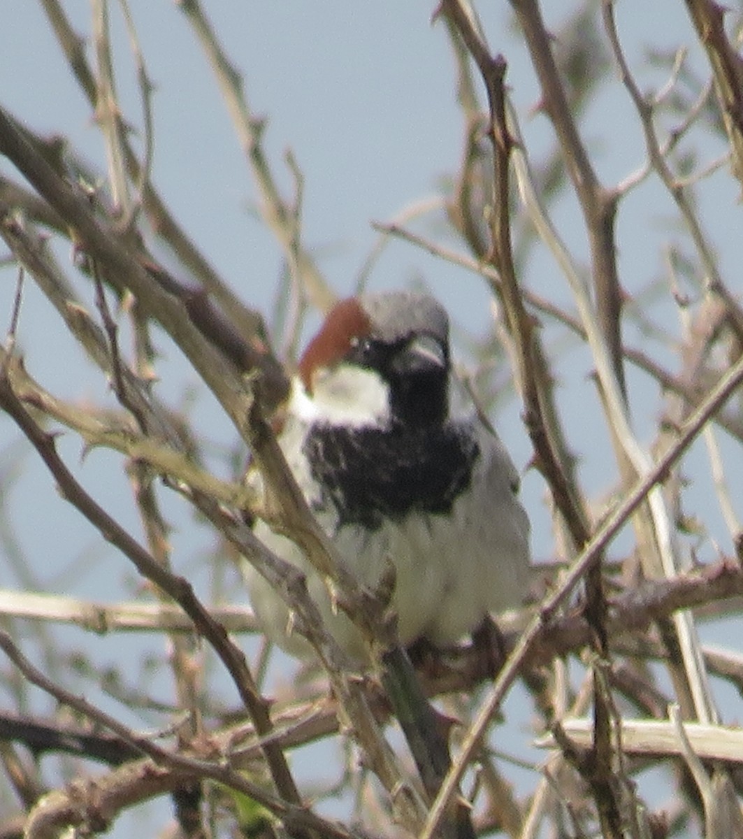 House Sparrow - Sally Bergquist