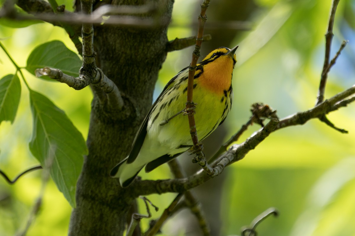 Blackburnian Warbler - ML618919764