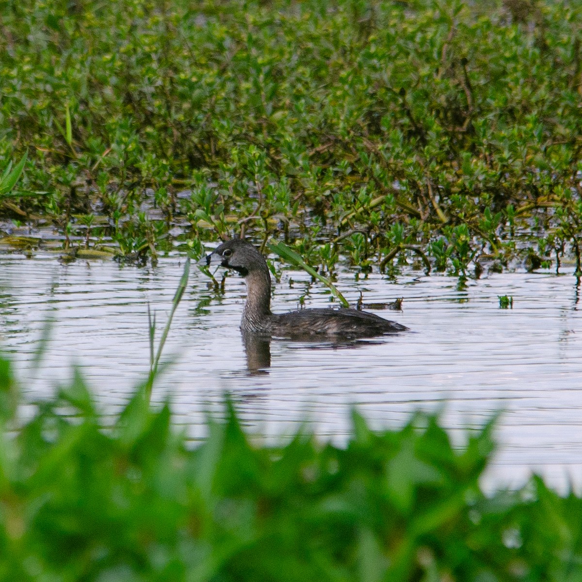 Pied-billed Grebe - Vinicius Radica Corrêa