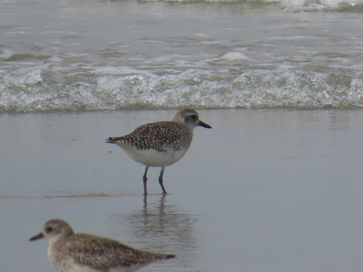 Sanderling - Dottie Marron