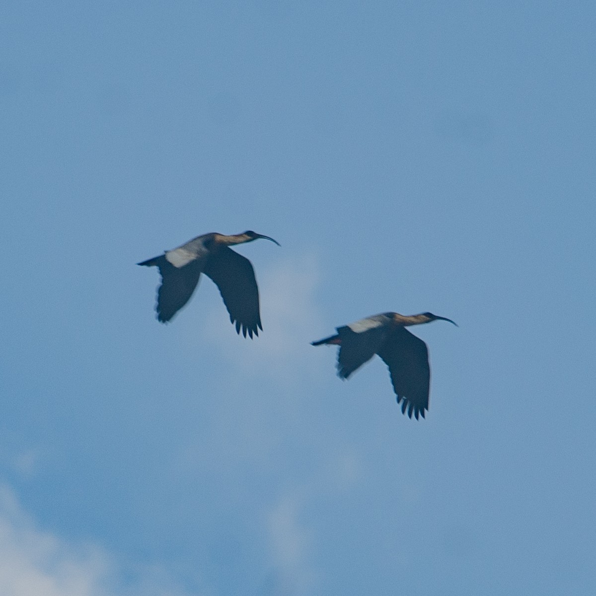 ibis bělokřídlý - ML618919798