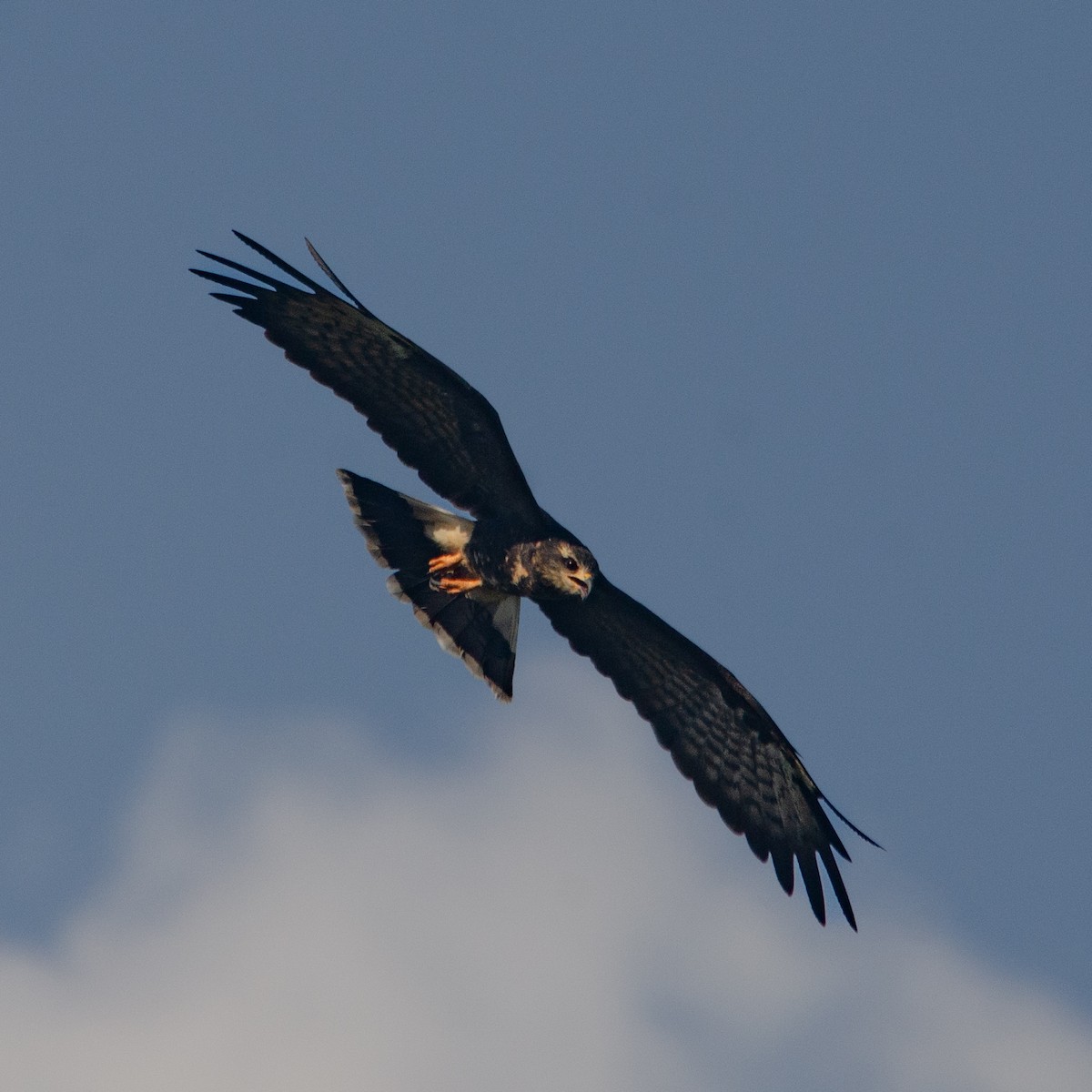 Schneckenbussard - ML618919810