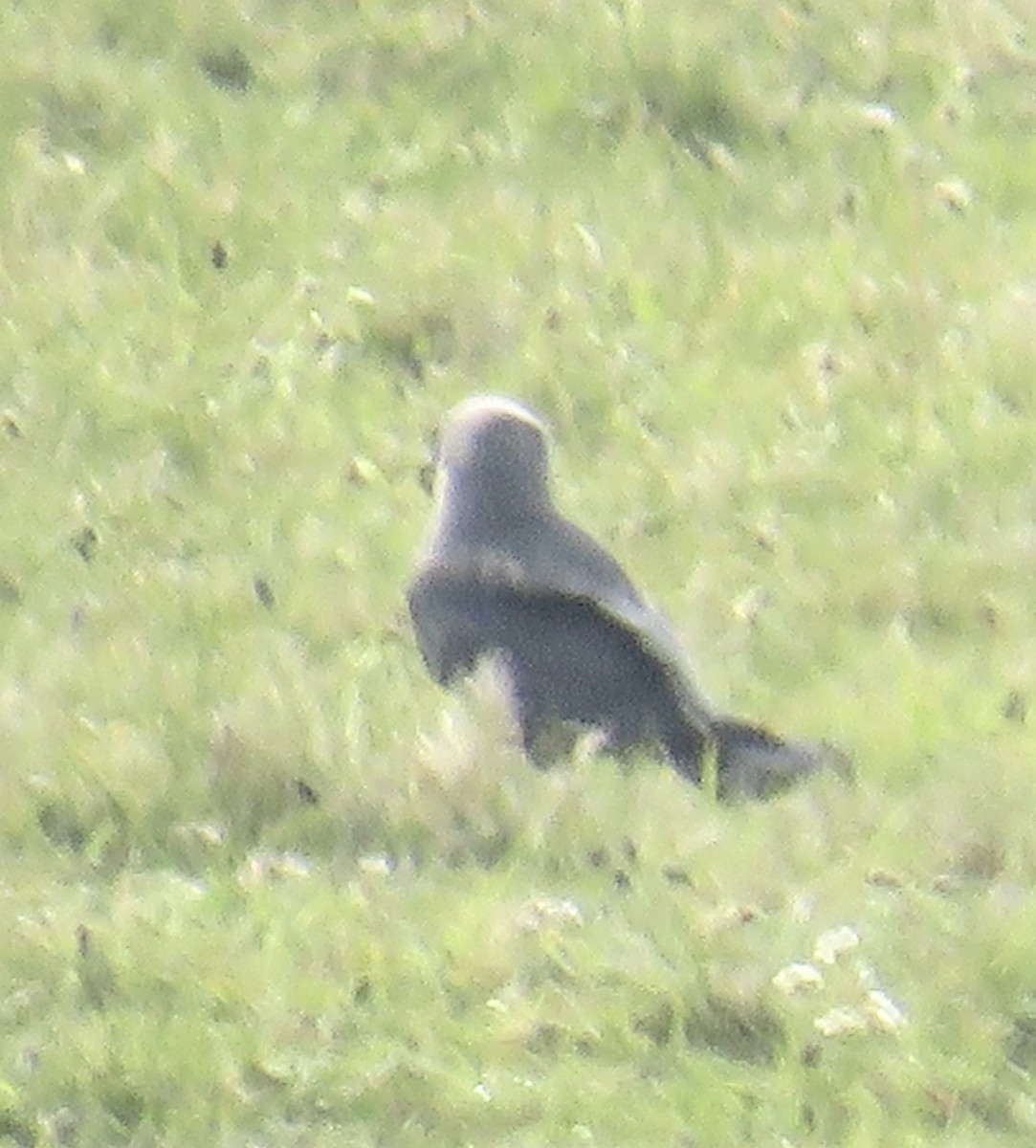 Eurasian Jackdaw - Sally Bergquist