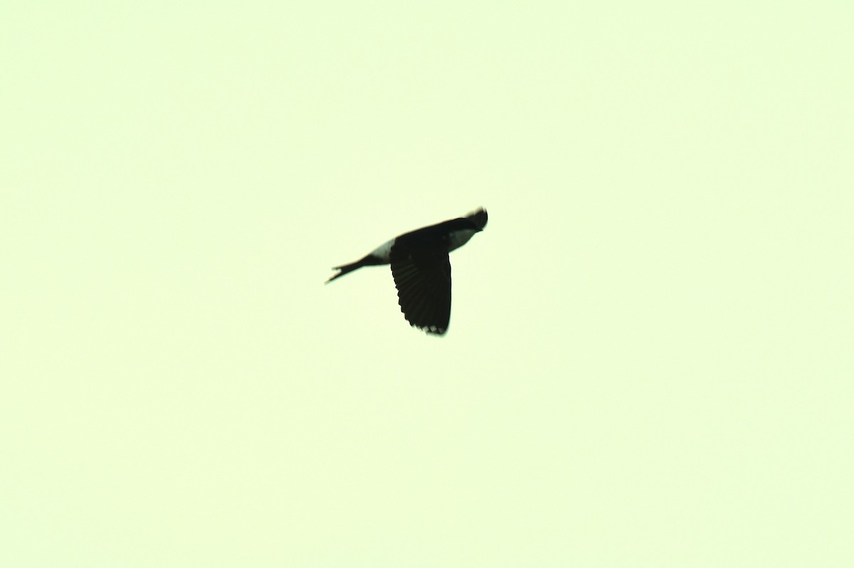 Western House-Martin - ML618919819