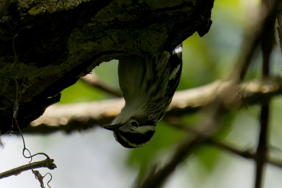 Black-and-white Warbler - ML618919820