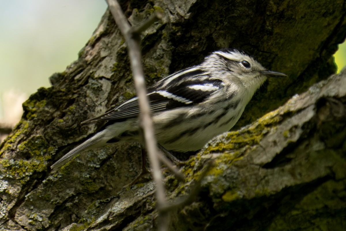 Black-and-white Warbler - ML618919822