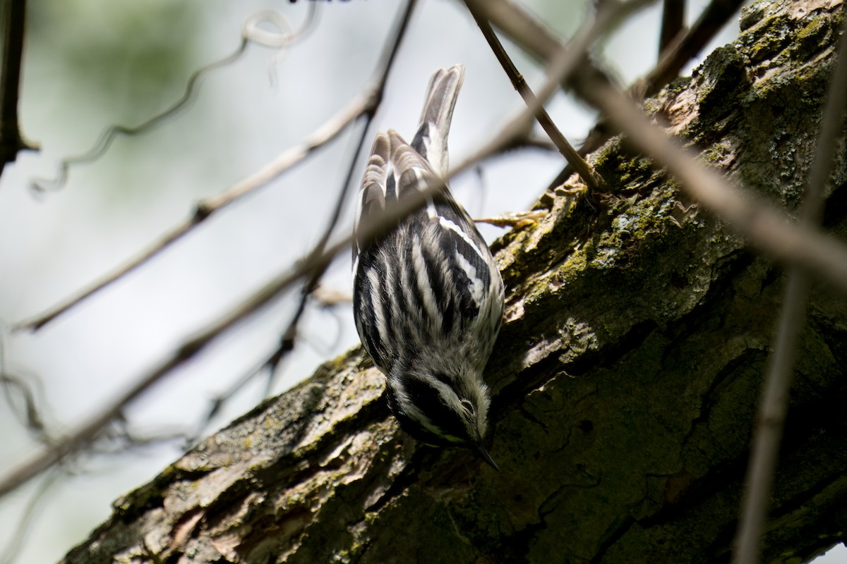 Black-and-white Warbler - Paco Luengo