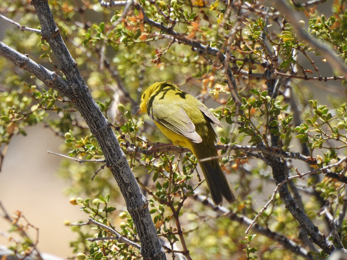 Paruline jaune - ML618919826