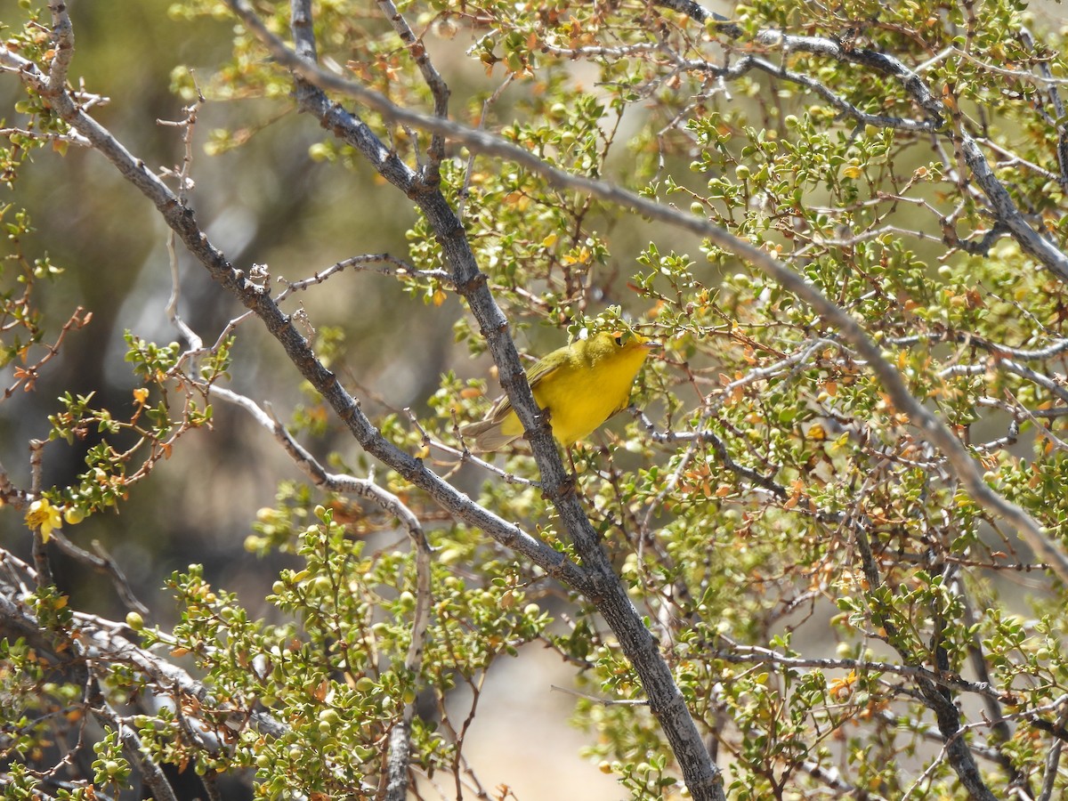 Paruline jaune - ML618919827