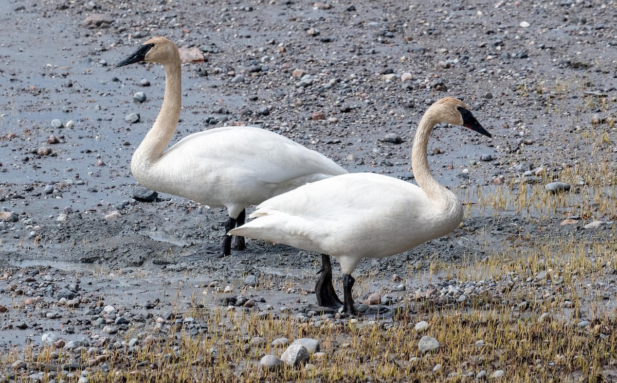 Trumpeter Swan - Yannick Fleury