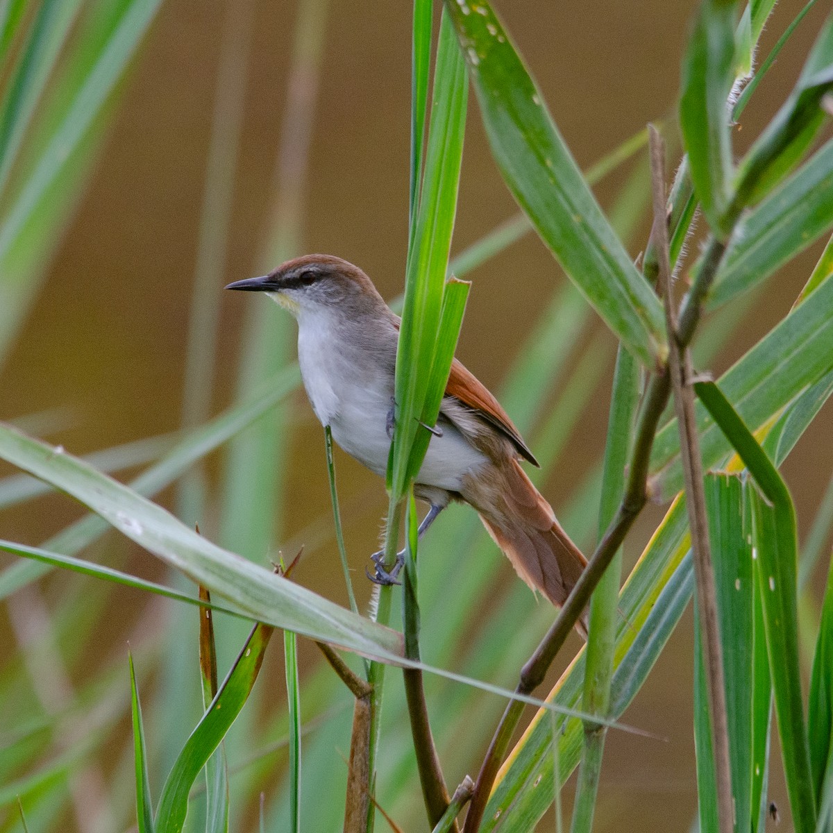 Yellow-chinned Spinetail - Vinicius Radica Corrêa