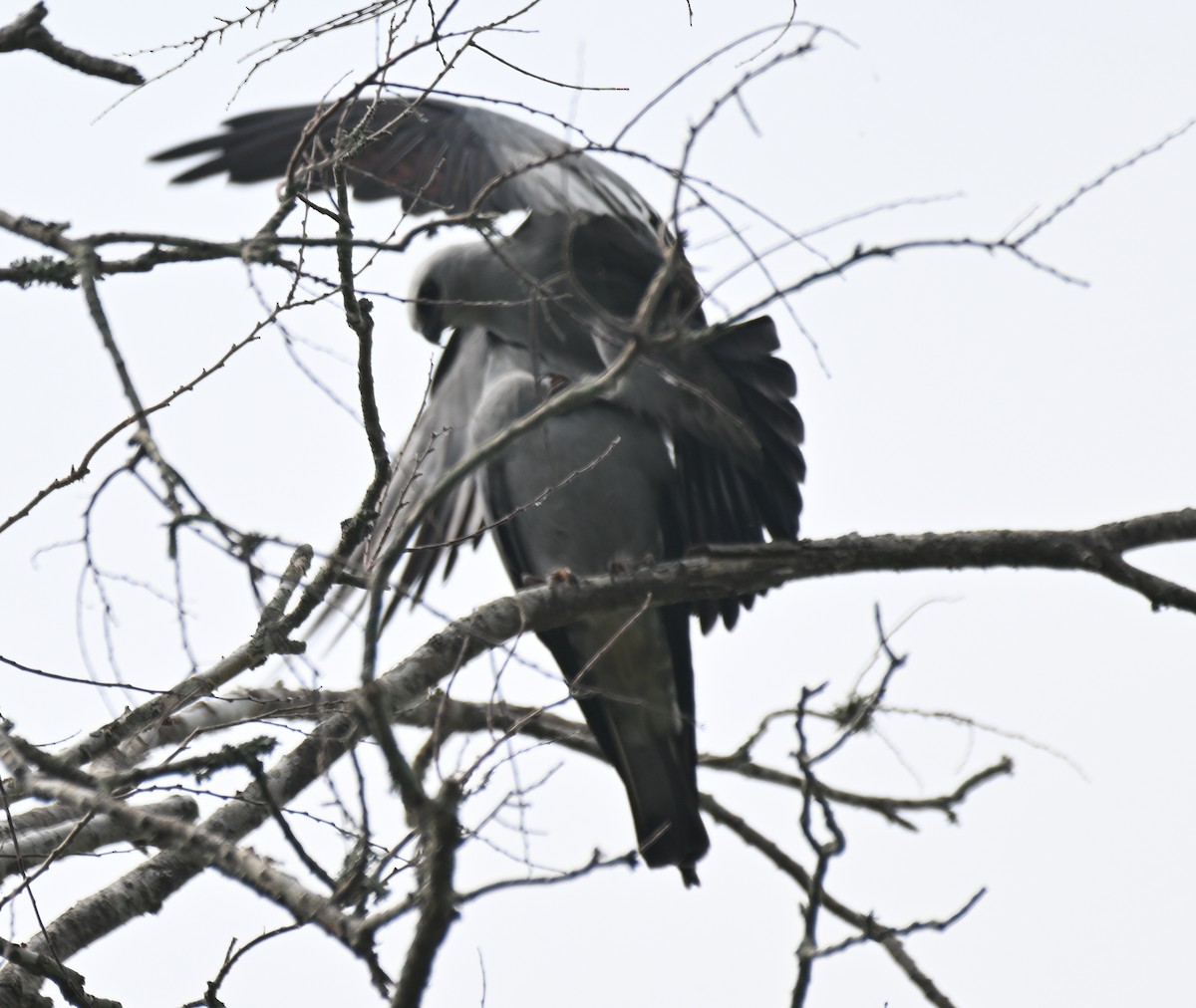 Mississippi Kite - James Bozeman