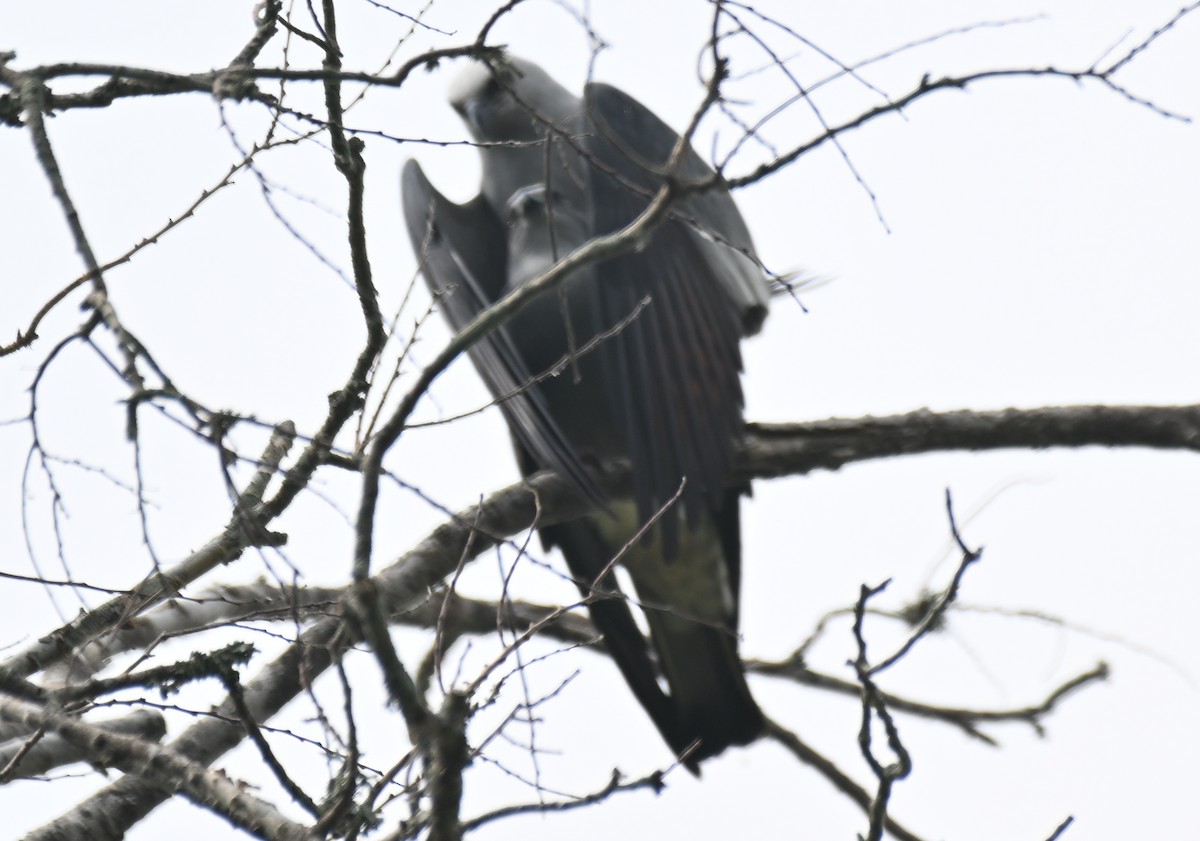 Mississippi Kite - ML618919846