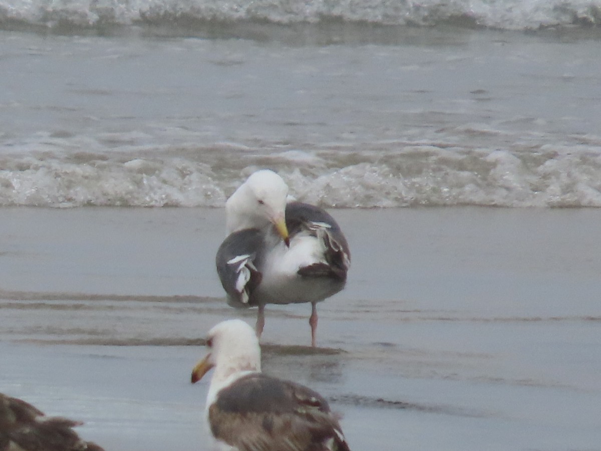 Western Gull - Dottie Marron