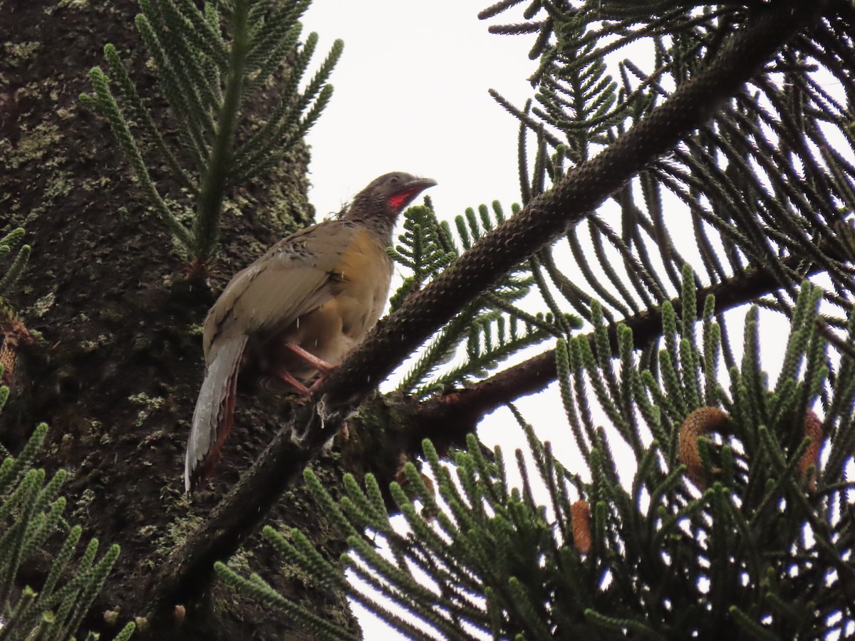 Colombian Chachalaca - Juan Gonzalo Mesa Restrepo