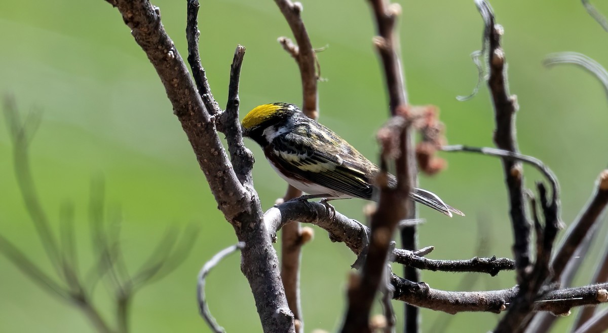 Chestnut-sided Warbler - Yannick Fleury