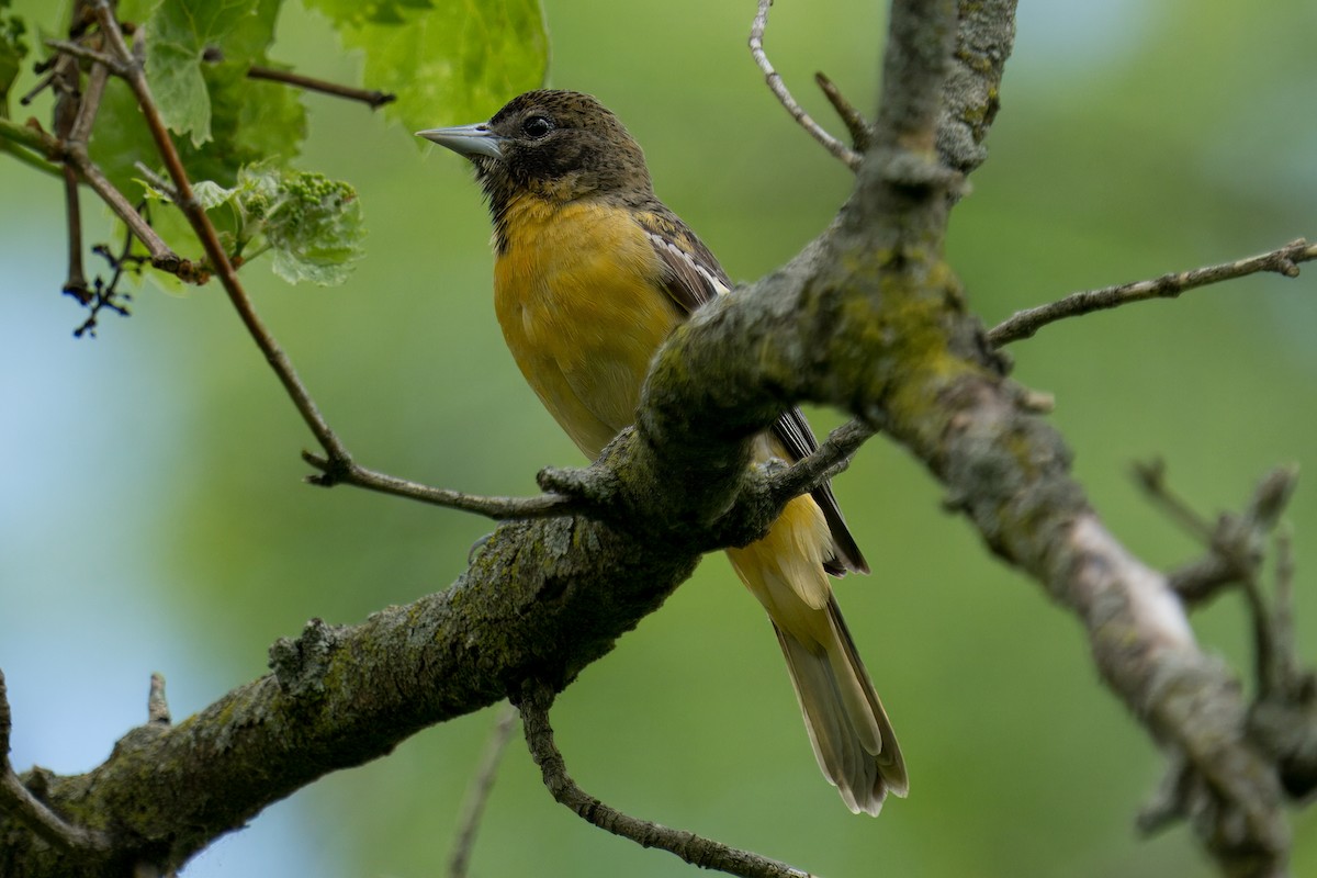 Baltimore Oriole - ML618919860