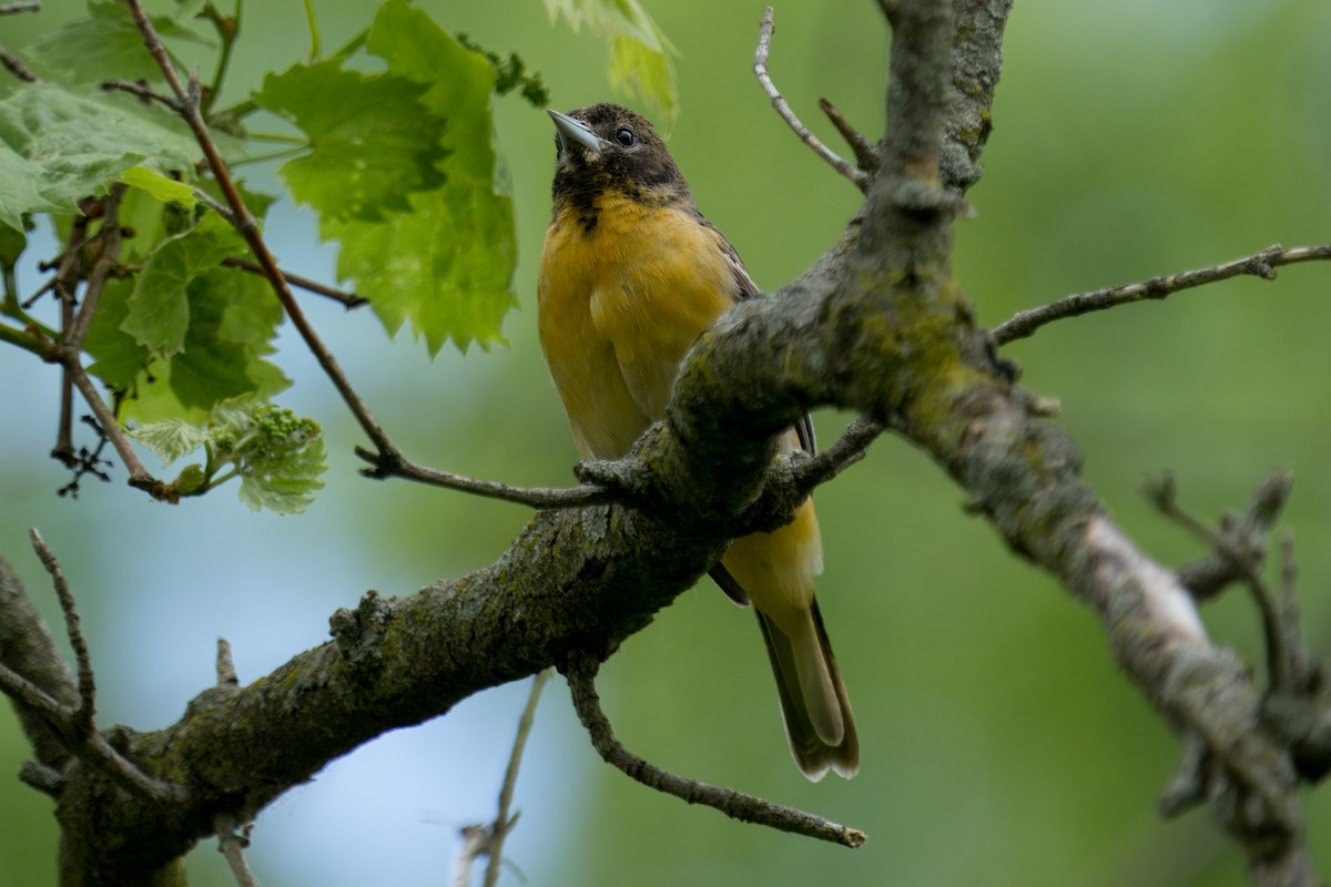 Baltimore Oriole - ML618919861