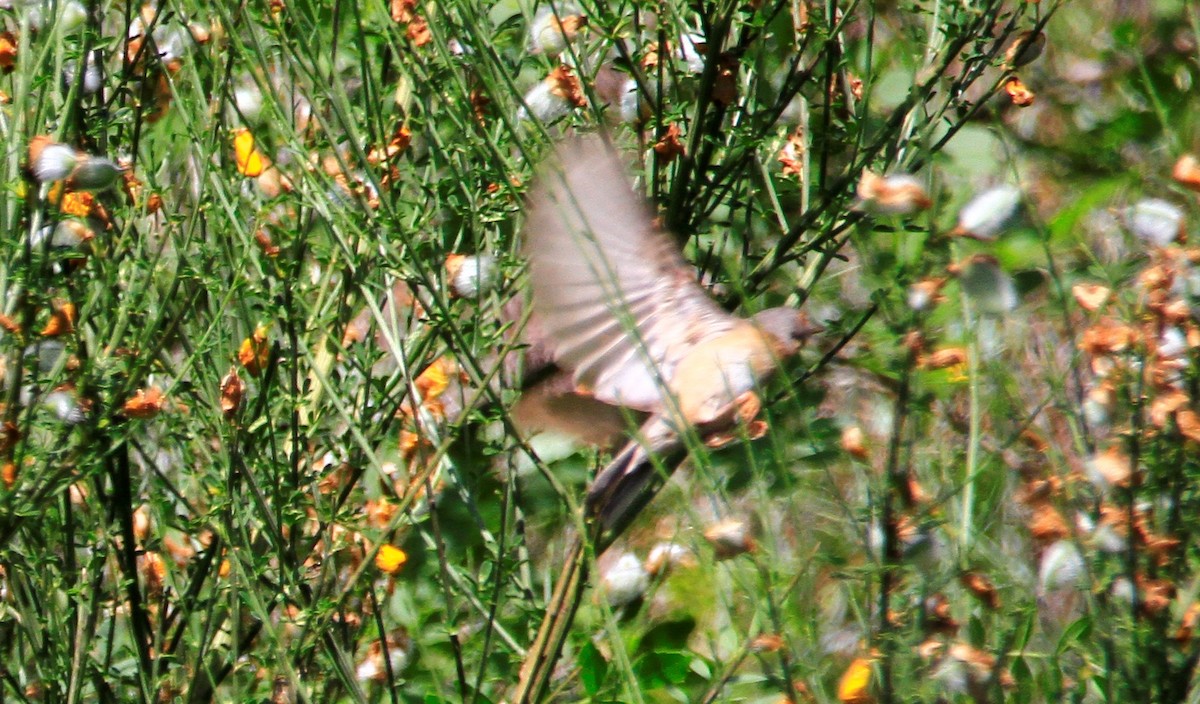 Dartford Warbler - ML618919869