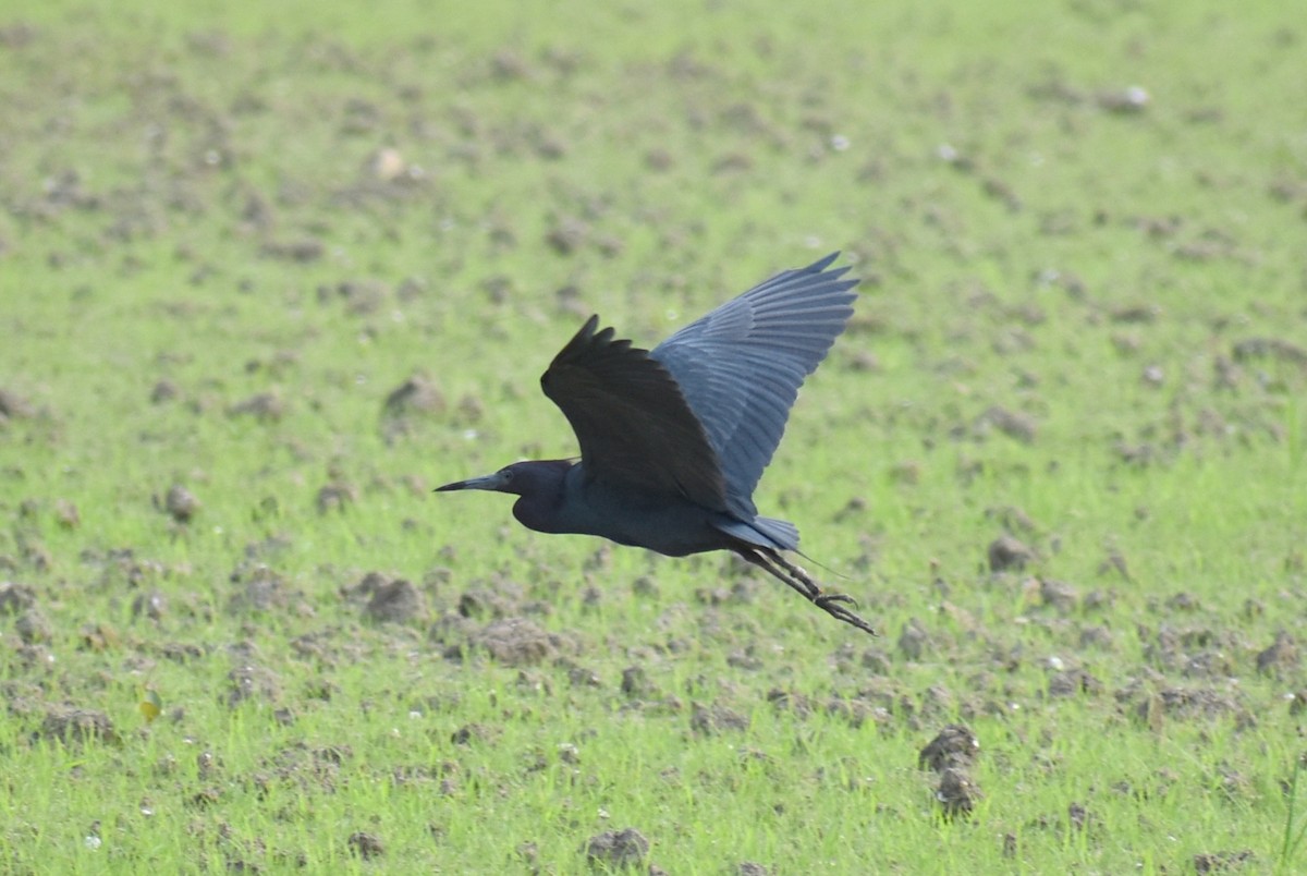 Little Blue Heron - ML618919875