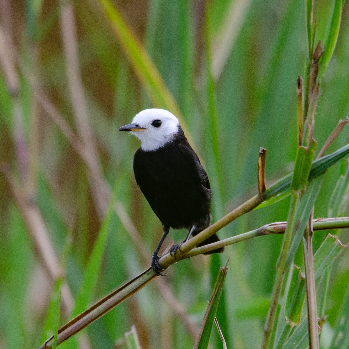 White-headed Marsh Tyrant - ML618919883