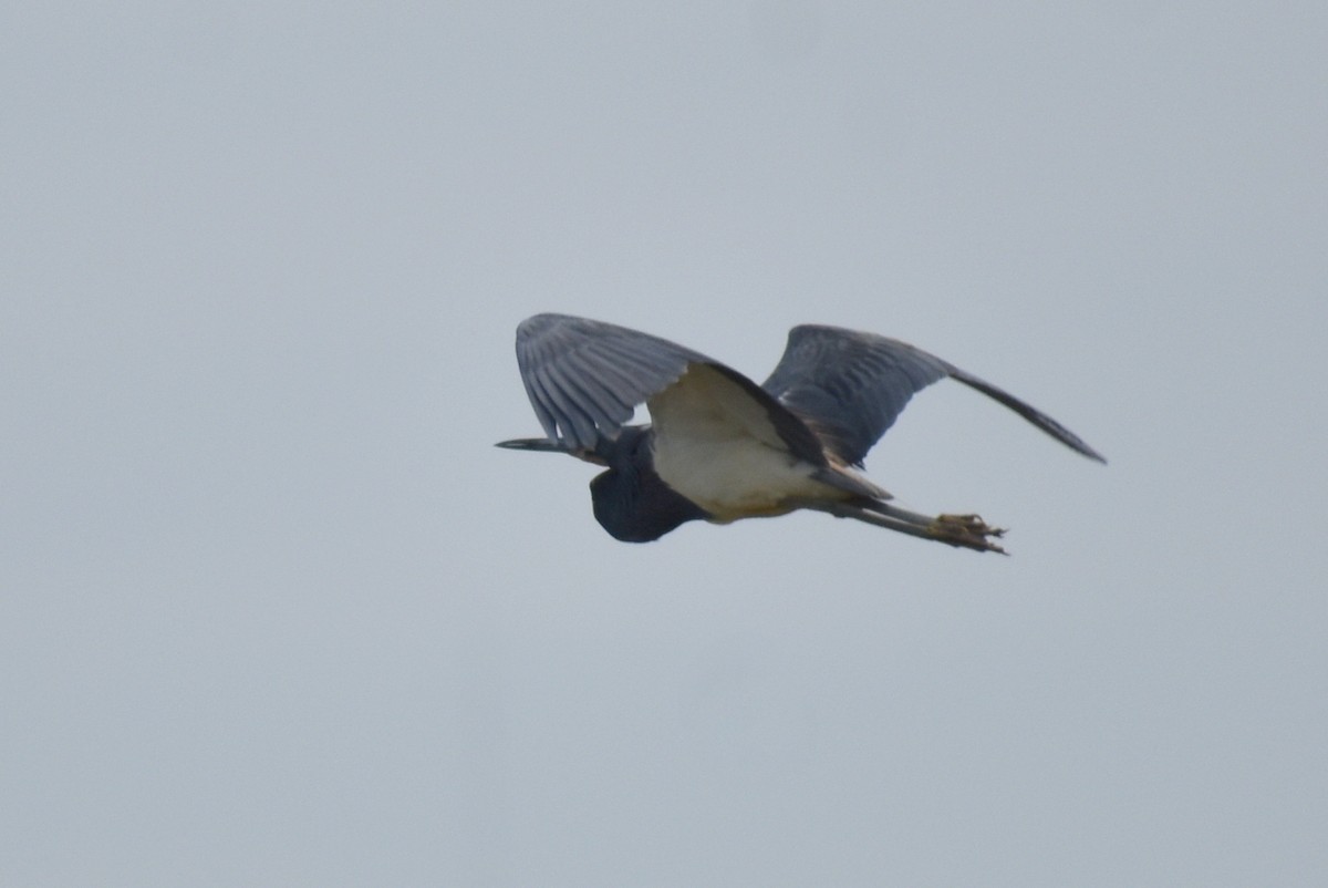 Tricolored Heron - Claire H