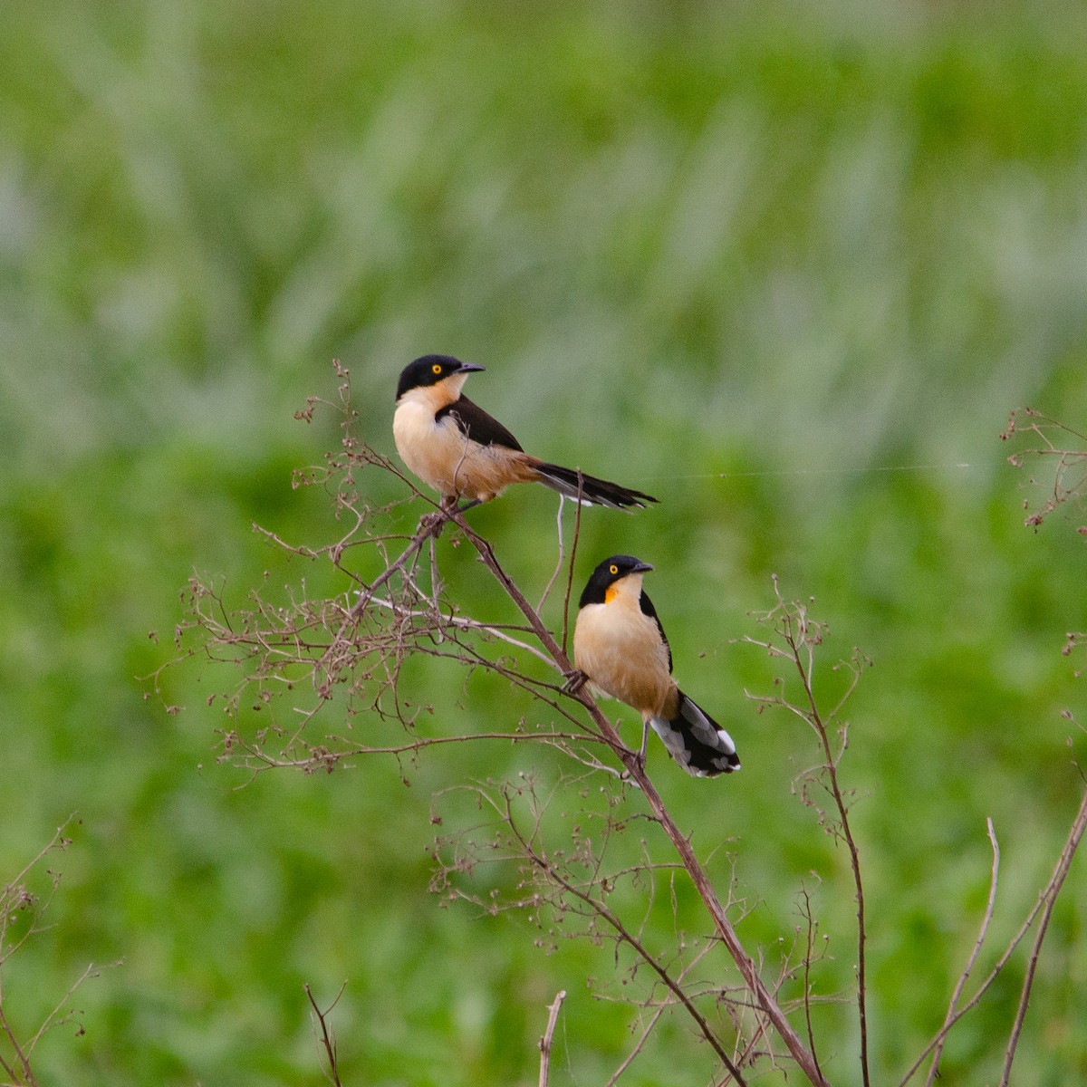 Black-capped Donacobius - Vinicius Radica Corrêa