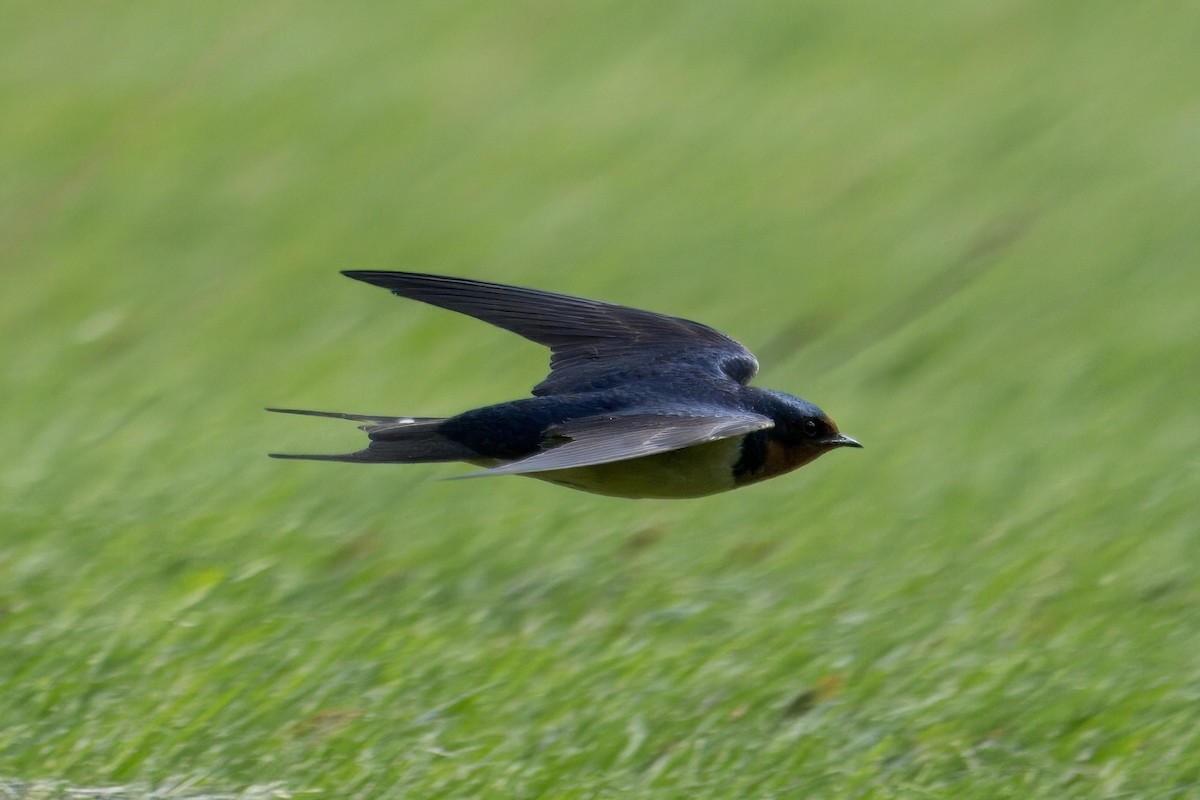 Barn Swallow - ML618919904