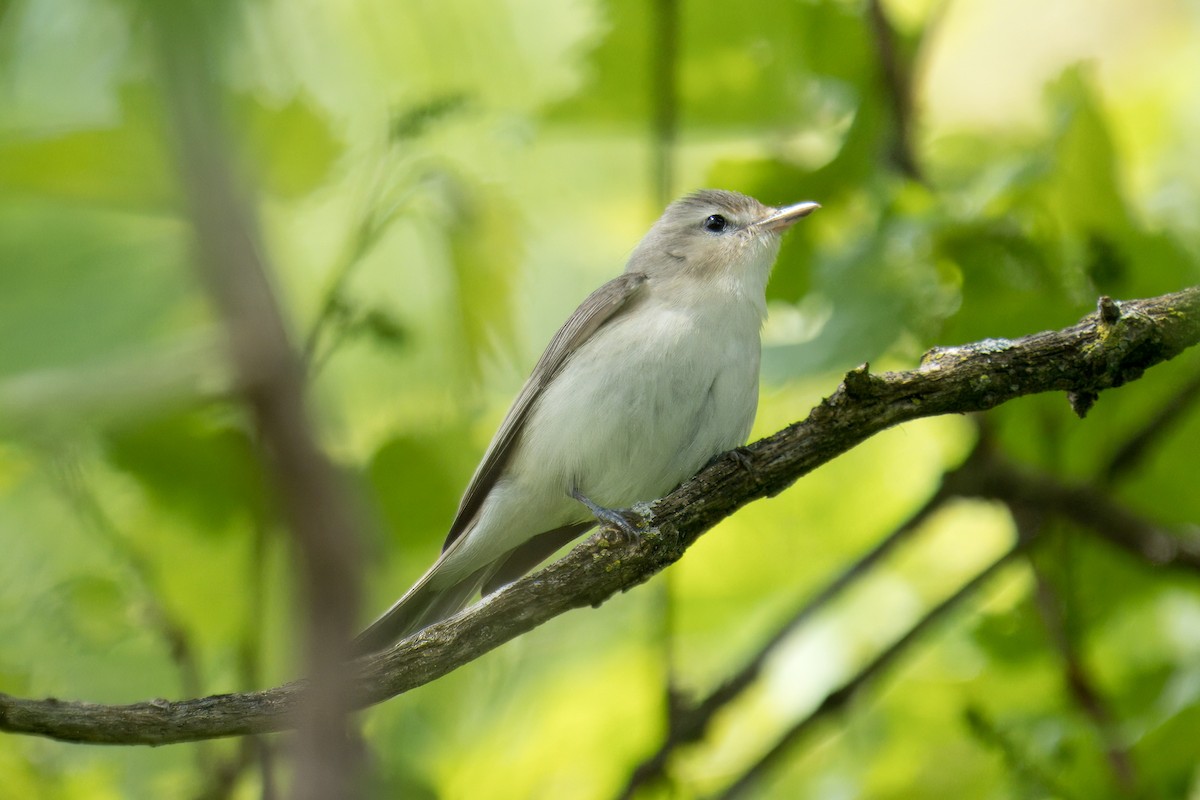 Warbling Vireo - ML618919916