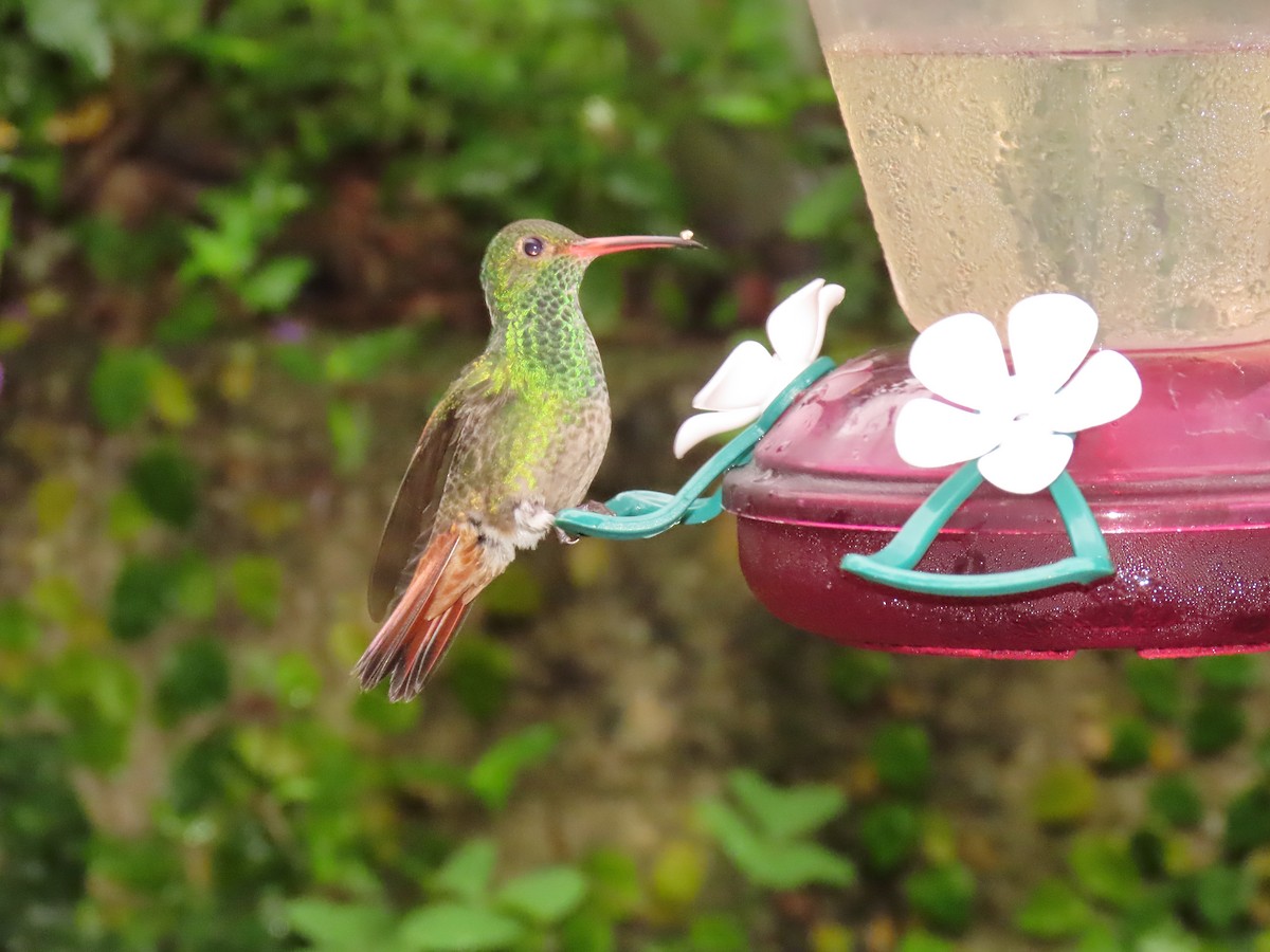 Rufous-tailed Hummingbird - Juan Gonzalo Mesa Restrepo