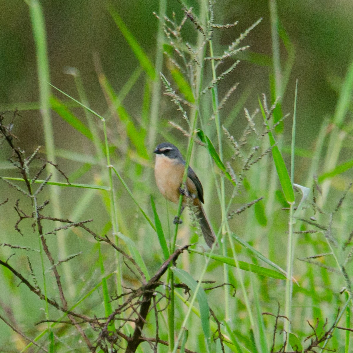 Long-tailed Reed Finch - Vinicius Radica Corrêa