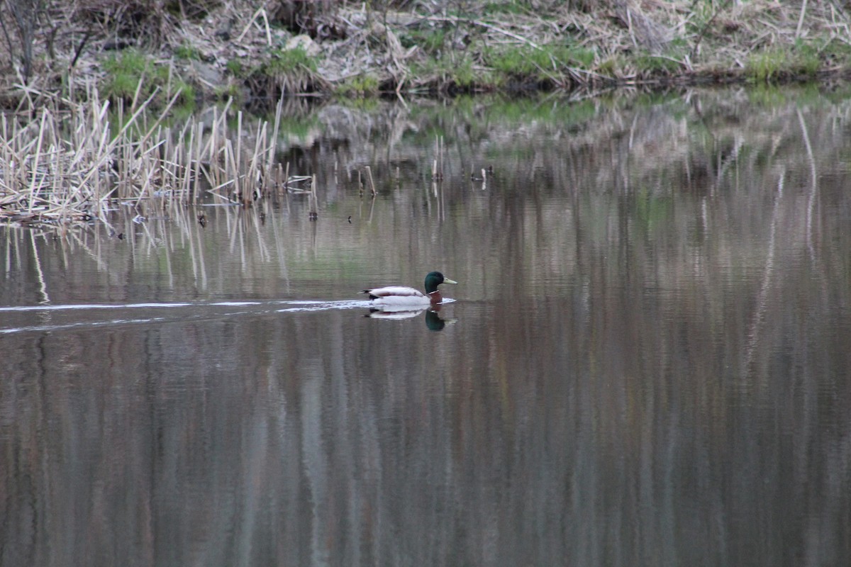 Mallard - Julia Cameron