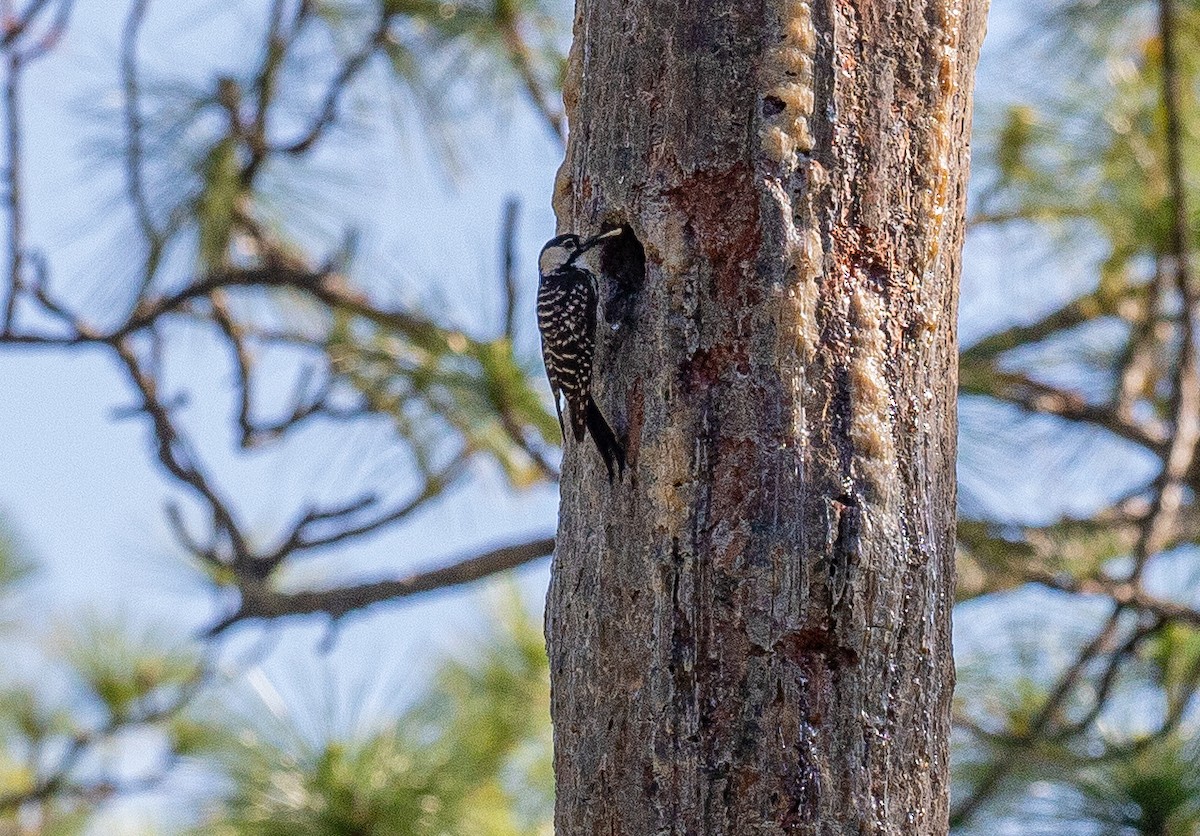 Red-cockaded Woodpecker - ML618919928