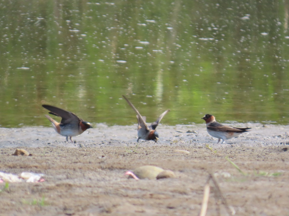 Cliff Swallow - Dottie Marron