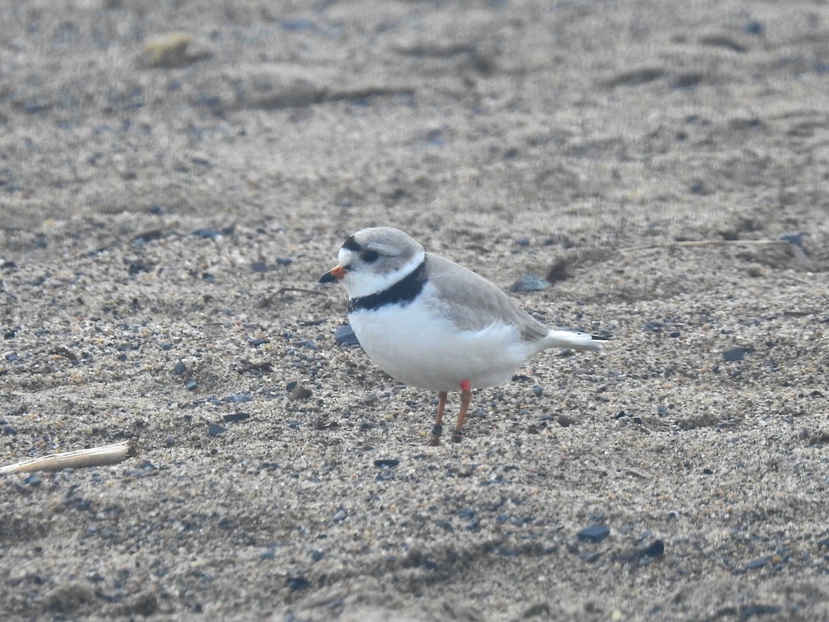Piping Plover - ML618919945