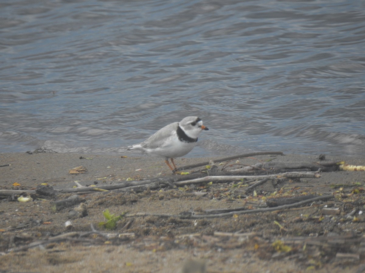 Piping Plover - ML618919946